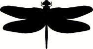 Insect (1) vinyl decal